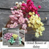 Bunch Dried Daisy White Flowers Mini Daisies Floral Bouquet Wedding A7D9 T0T5