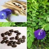 100 seeds pack Single Layer Blue Butterfly Pea Seeds Clitoria Terntea Vine Flower