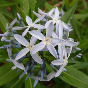 Ozark Shining Bluestar {Amsonia illustris} Cutting Favorite | Soil Adaptive | Easy Growing | 30 seeds New!