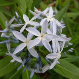 Ozark Shining Bluestar {Amsonia illustris} Cutting Favorite | Soil Adaptive | Easy Growing | 30 seeds New!