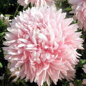 50+ seeds lovely Double Gremlin  pink China Asters
