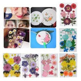 12Pcs  Pressed Dried Flowers for Resin