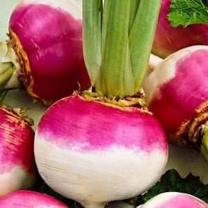 100 Seeds- Purple Top White Globe Turnip Seeds-(Non Gmo) BRASSICA RAPA-Z063