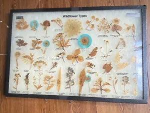 Vintage Pressed Dried Wild Flowers, Types Wards Natural Science NY Display Case