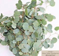 BULK FRESH EUCALYPTUS, Overnight Shipping, X-large Bunches, Silver Dollar for Weddings Events Holiday Decor - Etsy Flower Delivery