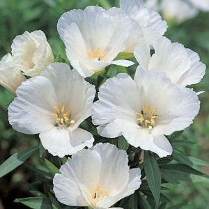 50 seeds Godetia white Godetia Grandiflora Azaelaflora