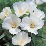 50 seeds Godetia white Godetia Grandiflora Azaelaflora