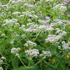 100+ Boneset Wildflower Seeds-Eupatorium Perfoliatum-B267-Very Useful and Medicinal Perennial Plant
