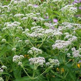 100+ Boneset Wildflower Seeds-Eupatorium Perfoliatum-B267-Very Useful and Medicinal Perennial Plant