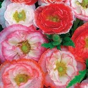 500 Pcs -Shirley Poppy Mixed Double Seeds-Papaver Rhoeas/  FL199