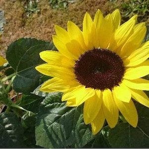 Sunflower Dwarf Bambino 2g / 30 Seeds - Helianthus Annuus NON GMO