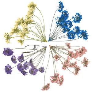 20pcs Pressed Dried Flower Dry Plants Mini Dried Flower for Resin Crafts...