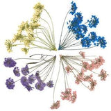 20pcs Pressed Dried Flower Dry Plants Mini Dried Flower for Resin Crafts...