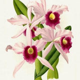E Orchid No. 302, 1885, Linden auth., botanical print (giclee) on canvas, 50x70cm. or 20x25