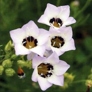 Bird's Eyes Seeds, Fragrant Wildflowers, 1000 Seeds // Non-GMO, Gilia tricolor