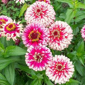 Zinnia Fiesta Mix Flower Seeds - an amazing mix of Mazurkia and Macarenia type Zinnias.