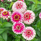 Zinnia Fiesta Mix Flower Seeds - an amazing mix of Mazurkia and Macarenia type Zinnias.