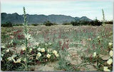 Desert In Bloom Lupine Lilies Flowers Mountain Picturesque View Vintage Postcard