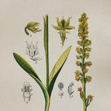 Musk Orchid Print - Original Antique Botanical 1880s - Herminium monorchis (plant flower seed orchidaceae orchidoideae yellow europe orchis)