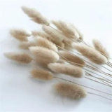 Natural Dried Flowers Ovatus Rabbit Bunny Tail Grass Bunch Real Flower Bouquet