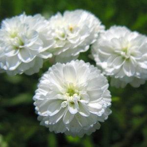 DOUBLE POMPON YARROW Achillea Ptarmica Pearl Easy Perennial 20 Seeds