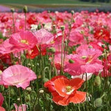 Poppy Shirley Mix Flowers Blend 1g - 1000 Seeds - Papaver Rhoeas NON GMO
