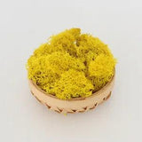 Perpetual Moss Perpetual Seaweed - Yellow