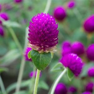 Gomphrena-Purple (Gomphrena globosa 'Purple') Packet of 25 seeds with New!