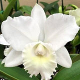 Cattleya Hawaiian Wedding Song 'Virgin' blooming size cattleya orchid hybrid. Fragrant near pure white blooms.