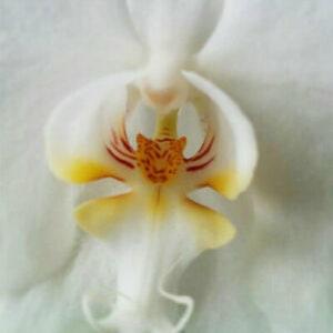 50pcs Orchid That Looks Like A Tiger Flower (43)