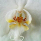 50pcs Orchid That Looks Like A Tiger Flower (43)