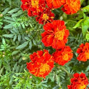 100-300 Marigold Seeds, Tagetes patula, Annual, Edible! Enjoy Various Shades of Yellow & Orange Flowers all Season