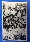 c 1910 Antique HEIRLOOM GARDEN FLOWERS Peonies ? Daisy Real Photo RPPC Postcard