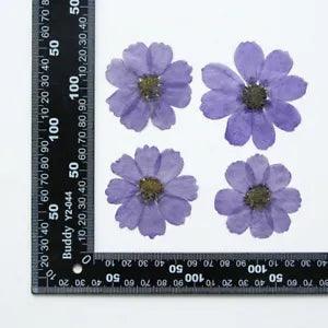 12PCS Real Pressed Dry dyed violet Garden Cosmos flower for art, craft FSS59 #13
