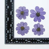 12PCS Real Pressed Dry dyed violet Garden Cosmos flower for art, craft FSS59 #13