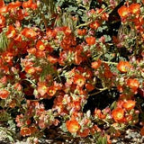SCARLET GLOBEMALLOW Sphaeralcea Coccinea Hardy Perennial 30 Seeds