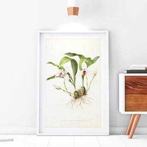 White Pink Orchid Giclee Art Print, Vintage Botanical Orchid Plant Illustration, Archival Quality Floral Kitchen Wall Poster #166
