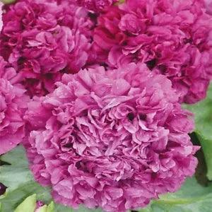 Peony-  Purple- 100 Seeds- New