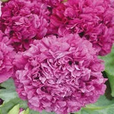 Peony-  Purple- 100 Seeds- New