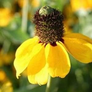 Rudbeckia Clasping Coneflower. Pollinators garden. Perennials. 50 seeds