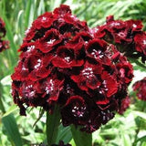 RED SWEET WILLIAM Dianthus Barbatus Hardy Perennial Flower Flowering 100 Seeds