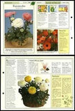 Ranunculus #31 Plants Success With House Plants 1990 Fold-Out Card