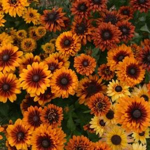 25 Black Eyed Susan Autumn Sunset Seeds / Rudbeckia Hirta / Bouquet Flowers / Cut Flowers / Wildflowers / English Garden / Cottage Flower