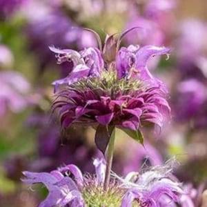 Organic Lemon Bergamot Seeds, 50 Purple Horsemint Bee Balm Medicinal Herb Garden Seeds, Flower Seeds, COMPANION Plant, Grow Your Own Tea