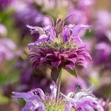 Organic Lemon Bergamot Seeds, 50 Purple Horsemint Bee Balm Medicinal Herb Garden Seeds, Flower Seeds, COMPANION Plant, Grow Your Own Tea