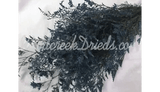 PRESERVED DYED NAVY BLUE CASPIA FLORAL FOLIAGE FILLER FLOWER