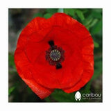 PERENNIAL | Flanders Poppy | 100-150 Seeds | Bright Scarlet Blooms | Heirloom | Fresh Organic Seed | Corn Poppy | Red Poppy | Field Poppy