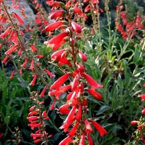 JINGLE BELLS Beardtongue Penstemon Hummingbirds Butterfly Red 20 Seeds