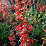 JINGLE BELLS Beardtongue Penstemon Hummingbirds Butterfly Red 20 Seeds