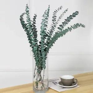 Natural Dried Eucalyptus Leaves Flower Real Plant Branches Stem Bouquet Material